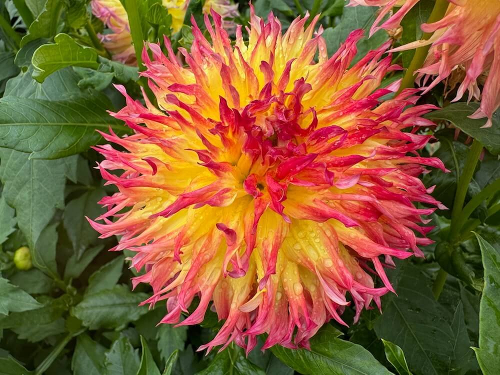 Dahlia 'Pinelands Pam'