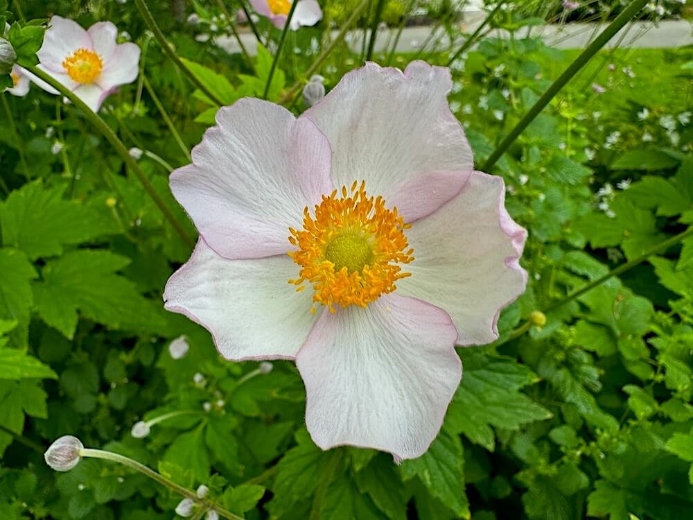 Anemone tomentosa 'Robustissima'