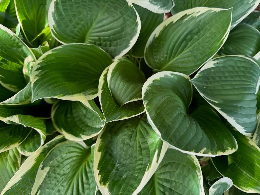 Hosta x 'Francie'