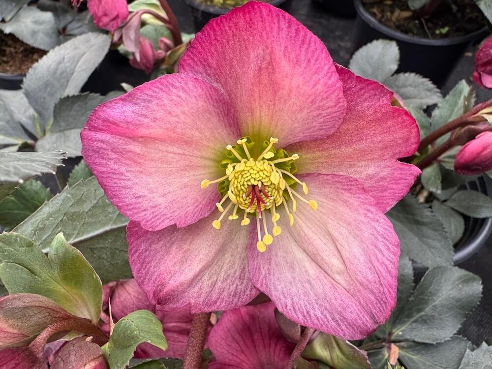 Helleborus x glandorfensis HGC 'Ice N' Roses Rosali'