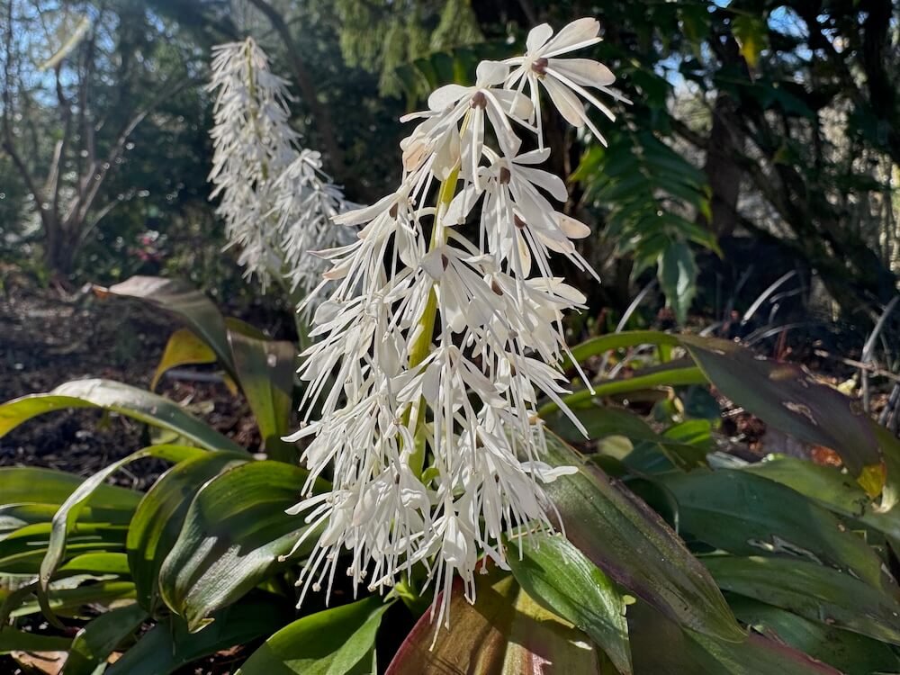 Ypsilandra thibetica