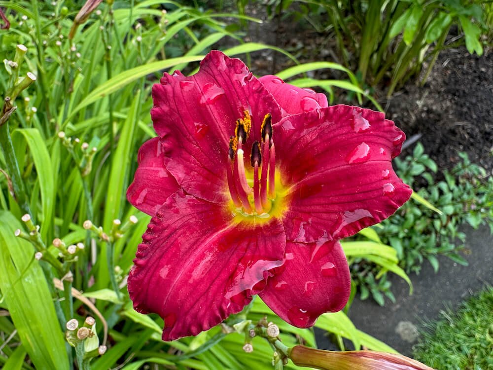 Hemerocallis 'Little Chipper Red'