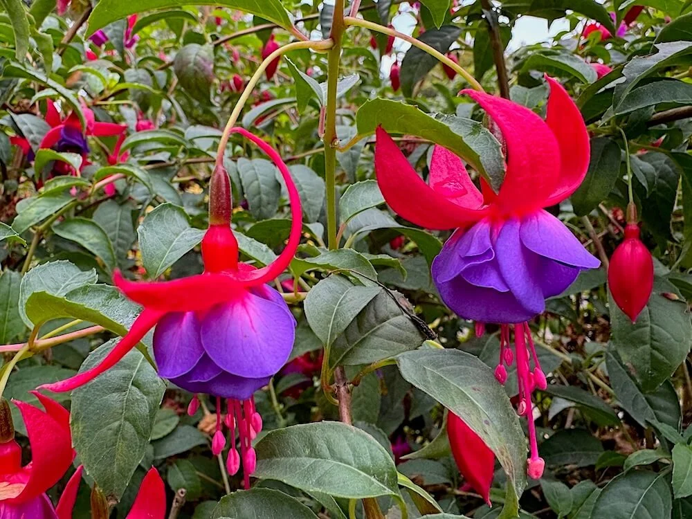 Fuchsia 'Dark Eyes'