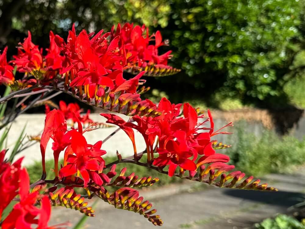 MONTBRETIA (Crocosmia)