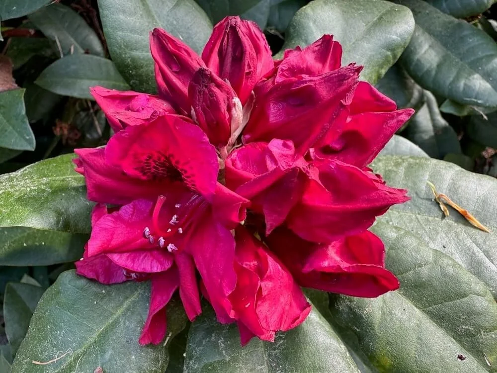 Rhododendron x 'Nova Zembla'