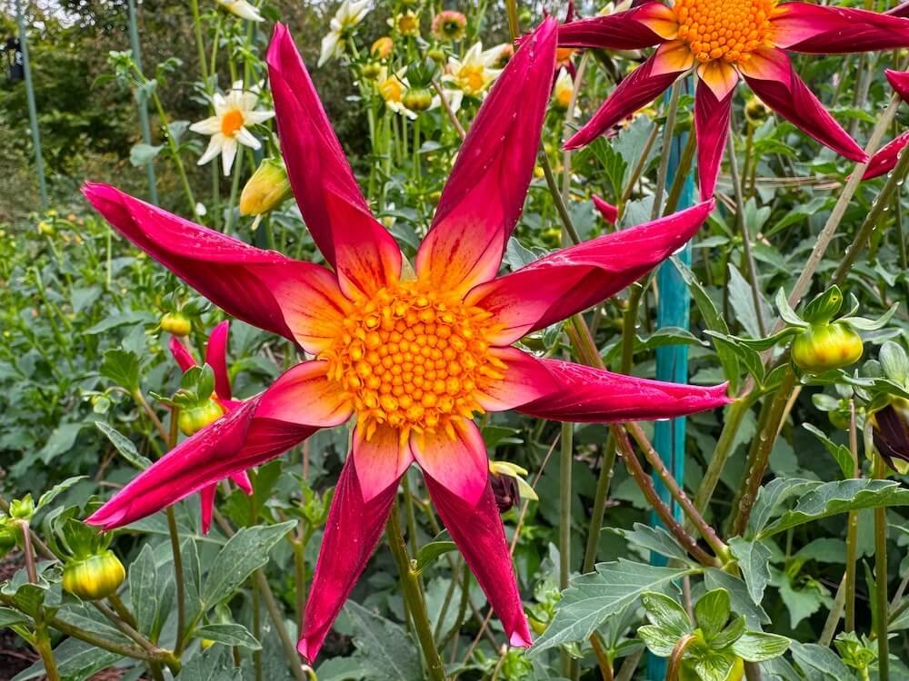 Dahlia 'SB's Star'