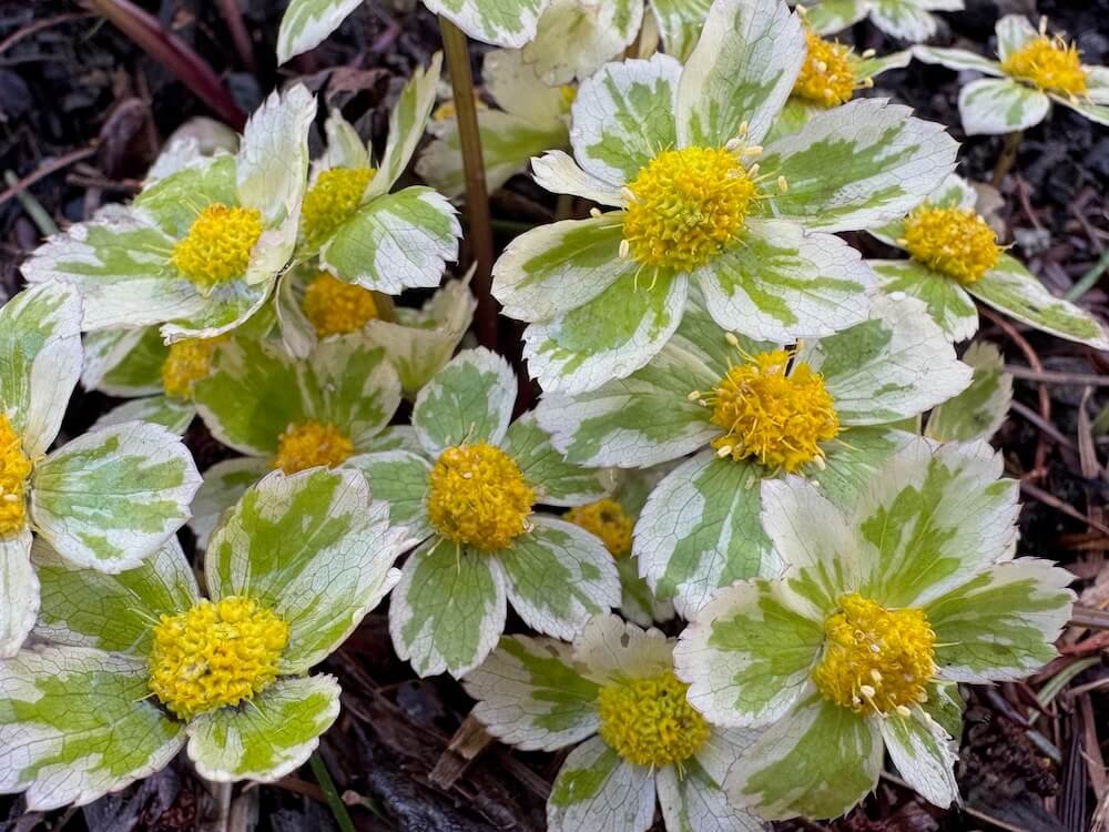 Sanicula epipactis 'Thor'