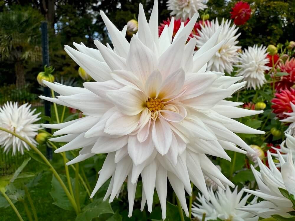 Dahlia 'Clearview Veda'