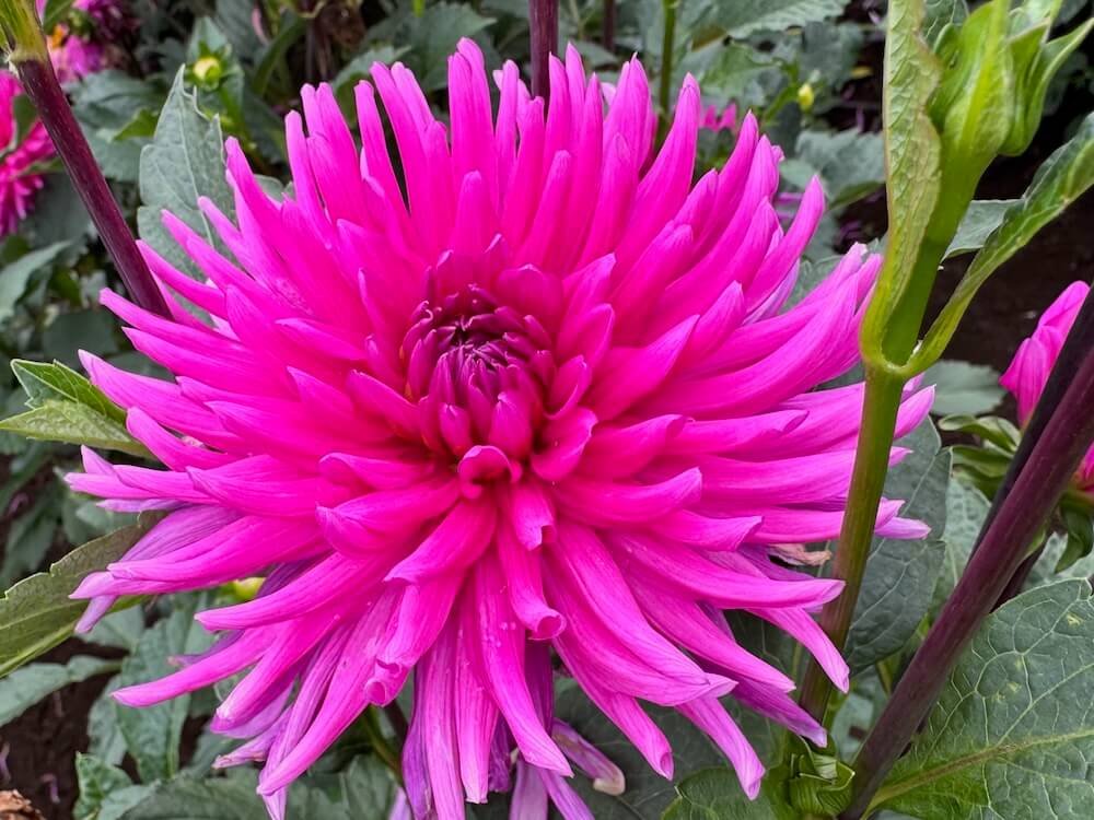 Dahlia 'Mollinator'