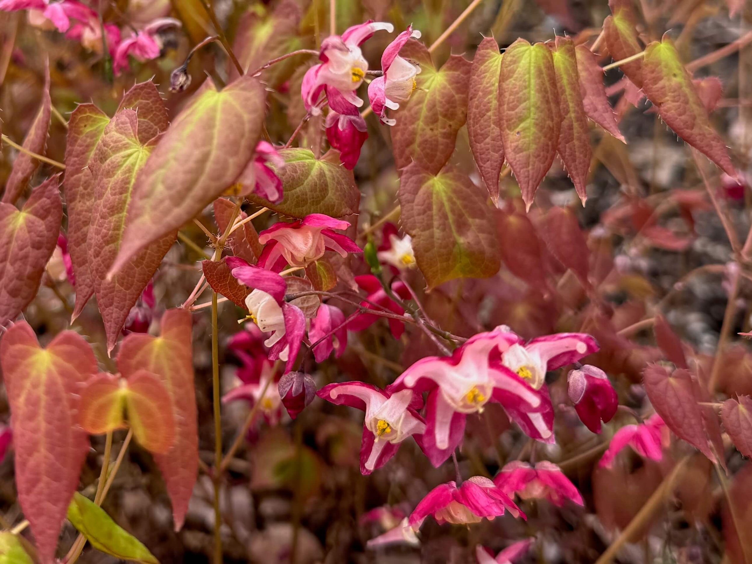 Epimedium x rubrum