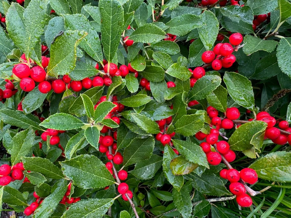 Ilex verticillata 'Red Sprite'