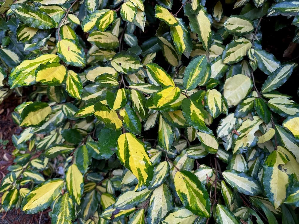 ELAEAGNUS