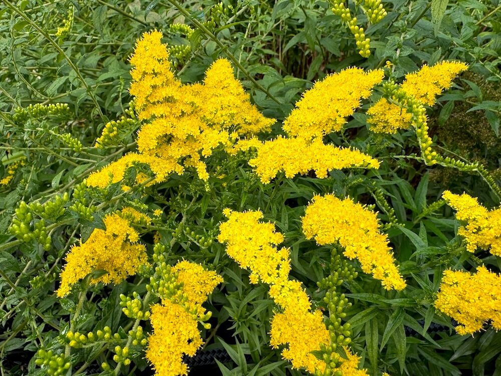 Solidago 'Goldkind'