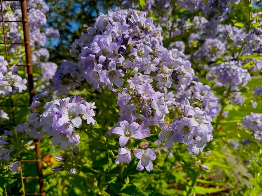 Campanula lactiflora
