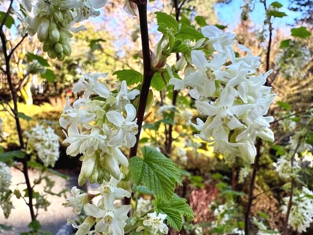 Ribes sanguineum 'Henry Henneman'