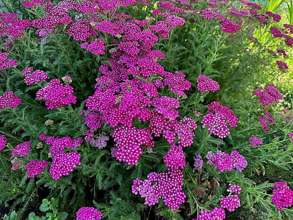Achillea millefolium 'New Vintage Violet'