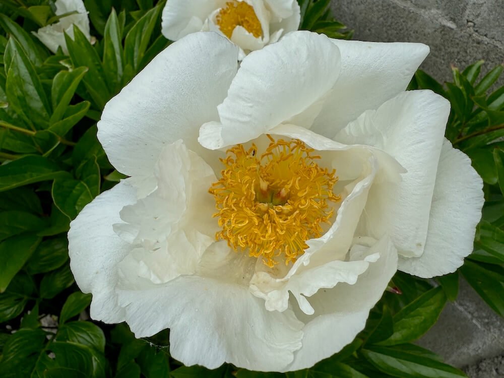 Paeonia lactiflora 'Krinkled White'