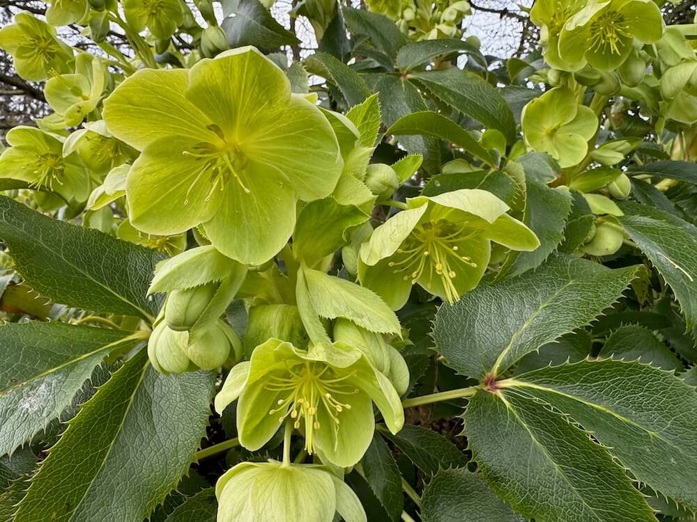 Helleborus argutifolius