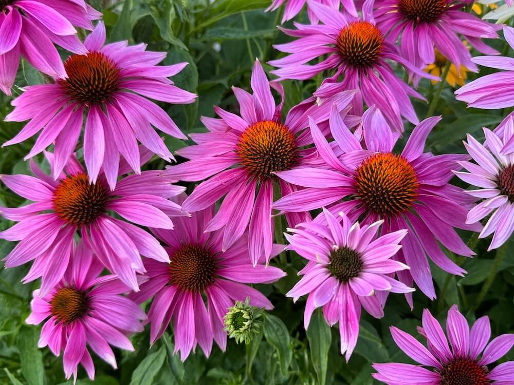Echinacea purpurea