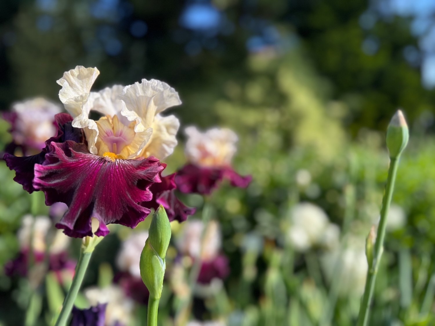 Oregon Peony & Iris Farms Tour