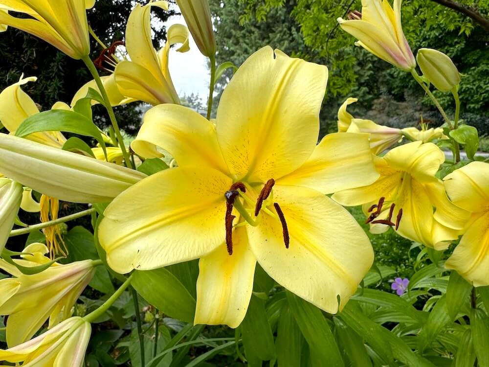 Lilium 'Catherine the Great'