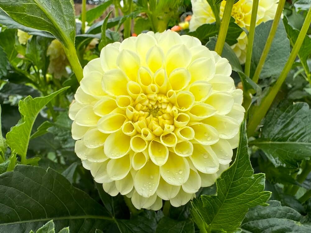 Dahlia 'Nettie'