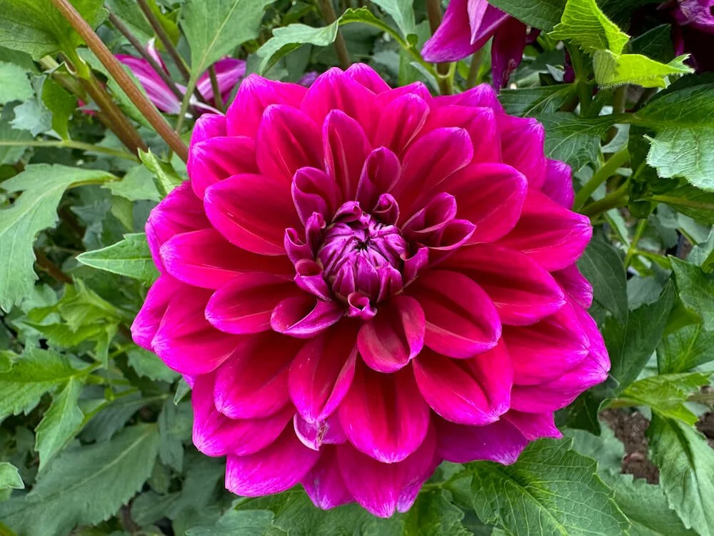 Dahlia 'Boogie Nites'