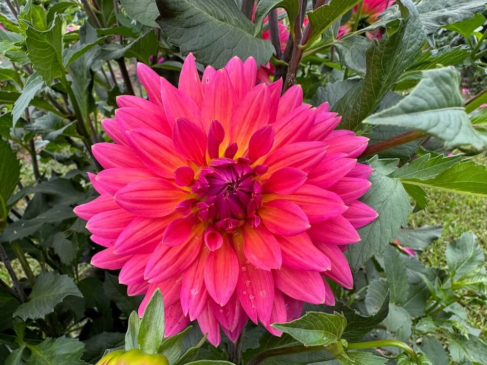 Dahlia 'Fire Magic'