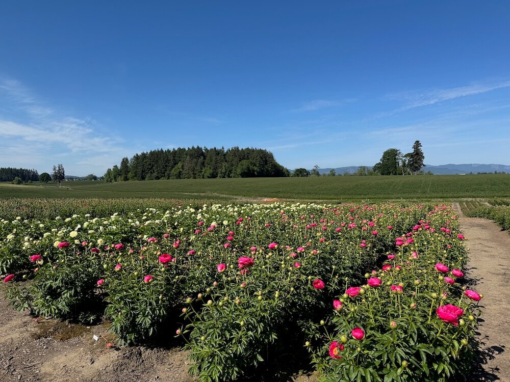PEONIES AT GLENCOE FARMS