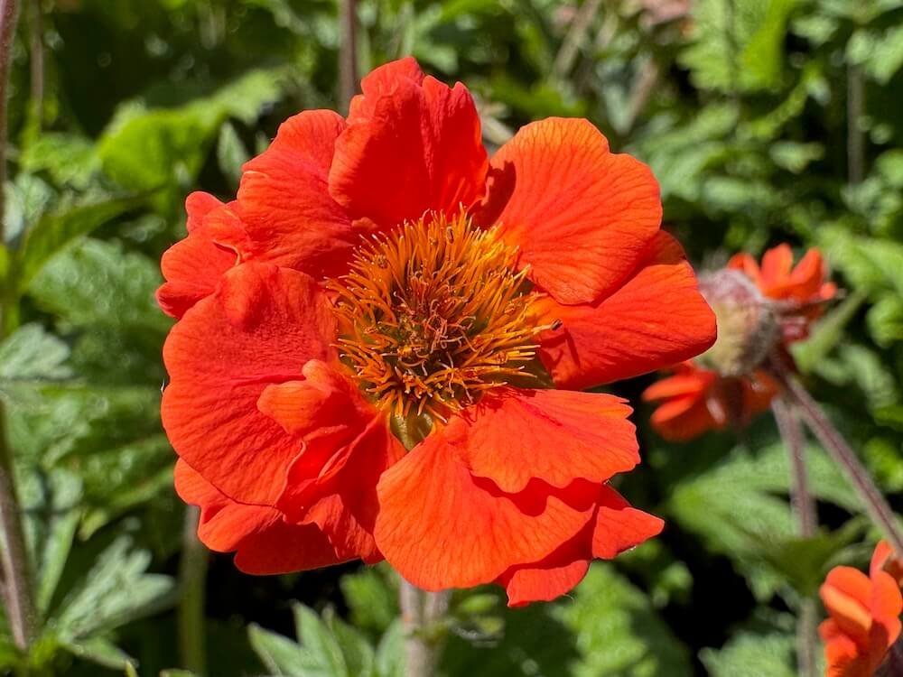 Geum 'Rustico Orange'