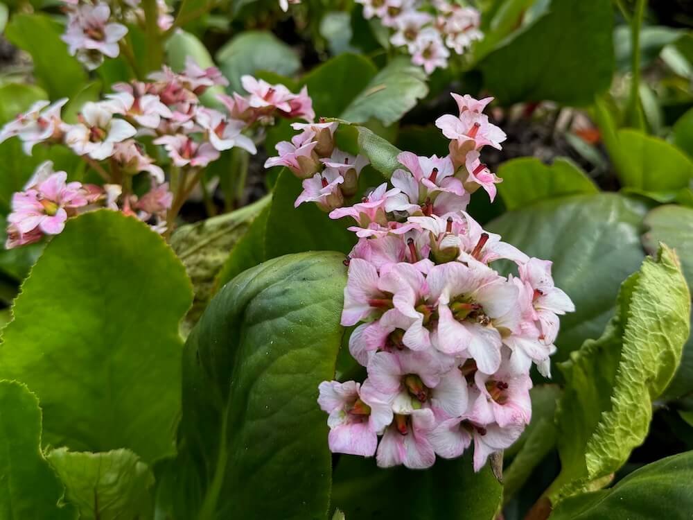 BERGENIA