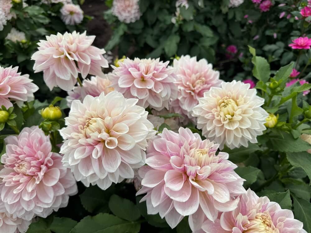 Dahlia 'Dreamland'