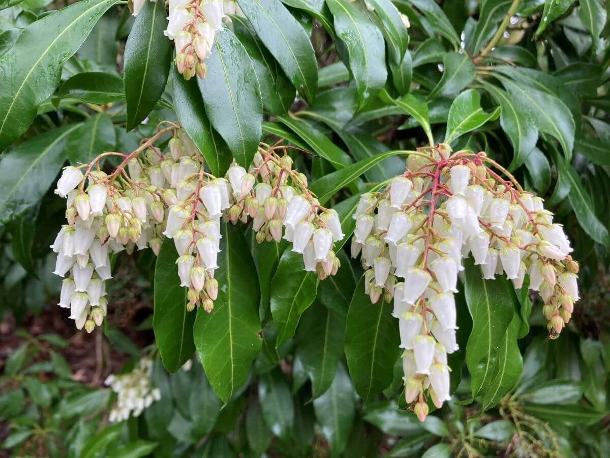 Pieris japonica
