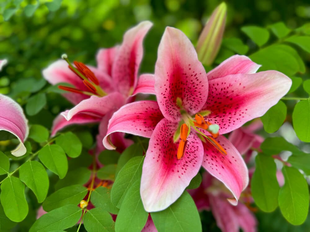 Lilium orientalis 'Stargazer'