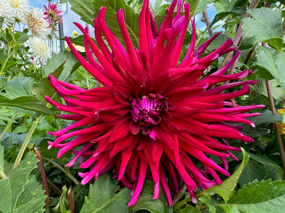 Dahlia 'Juanita'