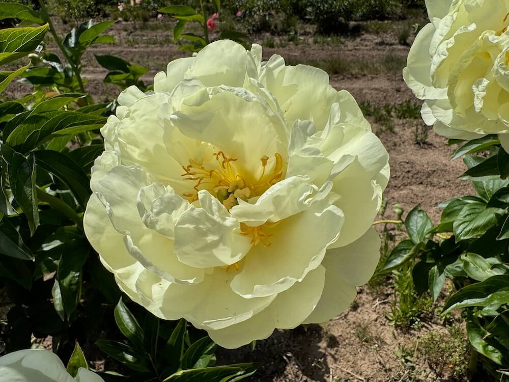 Paeonia 'Prairie Moon'