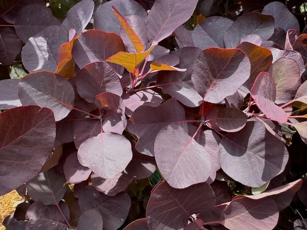 ROYAL PURPLE SMOKE BUSH (Cotinus)