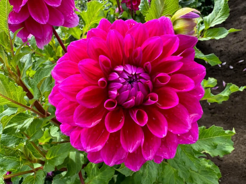 Dahlia 'Purplicious'
