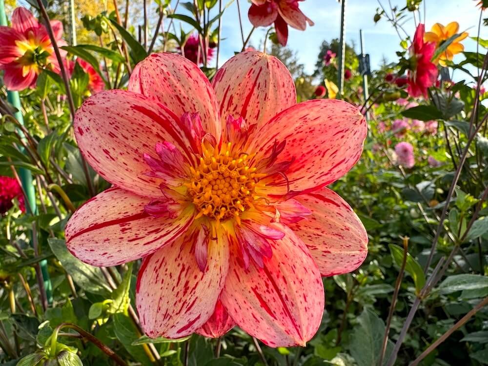 Dahlia 'Kelsey Fiona'