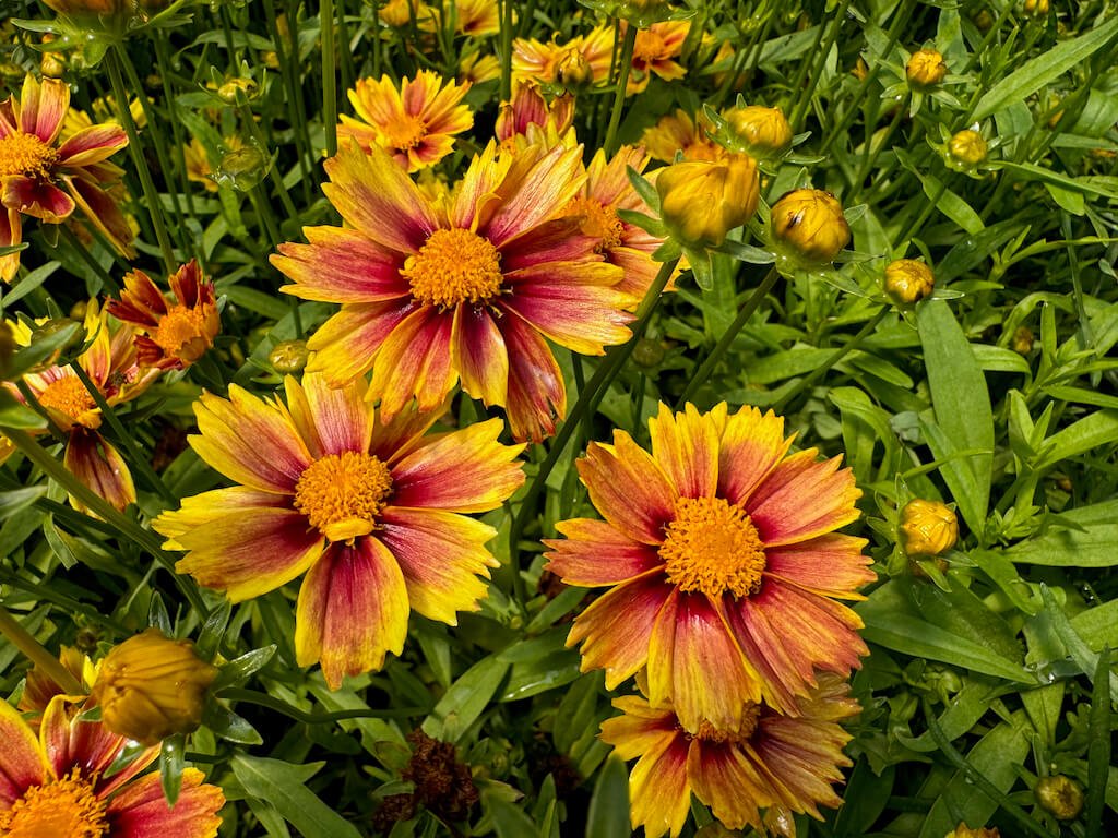 Coreopsis 'Enchanted Eve'