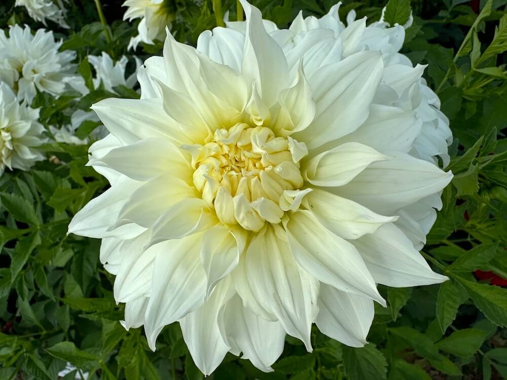 Dahlia 'Snowbound'