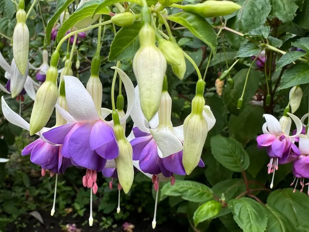 FUCHSIA