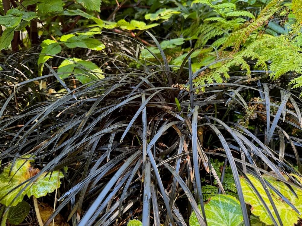 Ophiopogon planiscapus ‘Nigrescens’