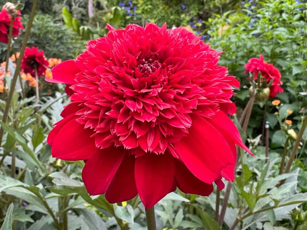 Dahlia 'River Dance'