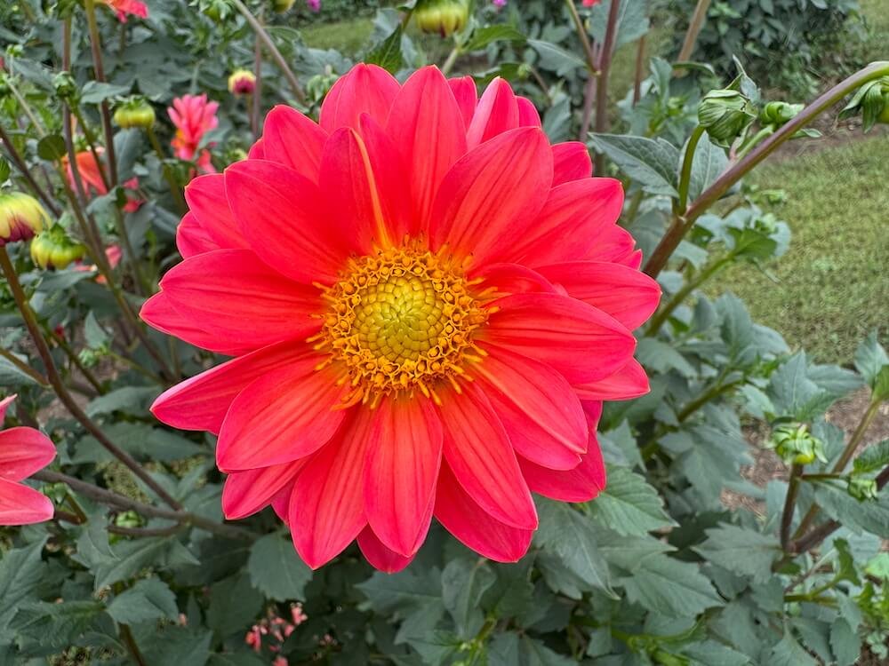 Dahlia 'Miraflores'