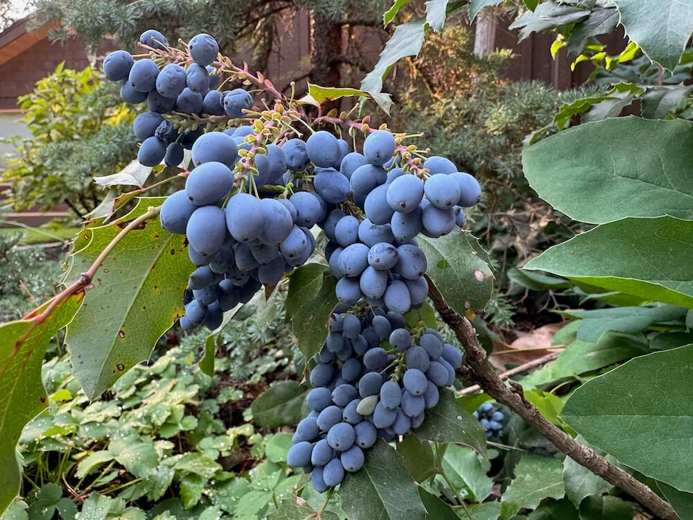 Mahonia repens