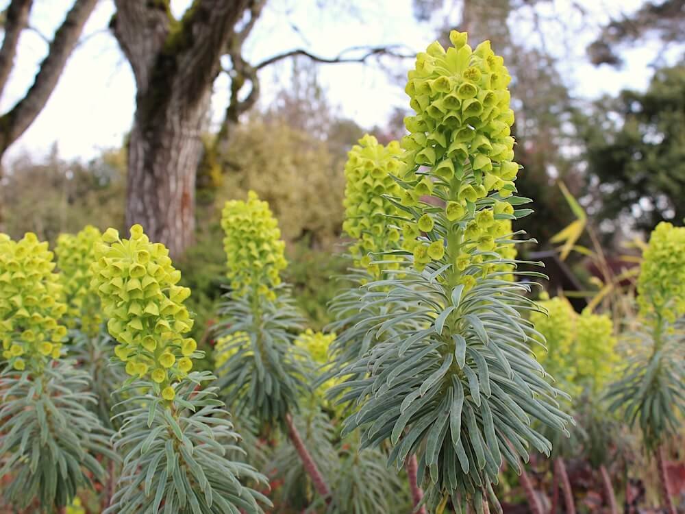 Euphorbia characias 'Bruce's Dwarf'