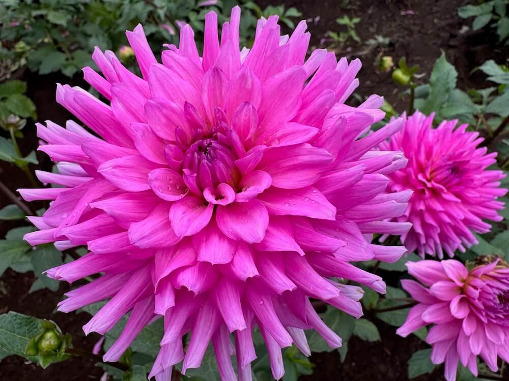 Dahlia 'Herbert Smith'