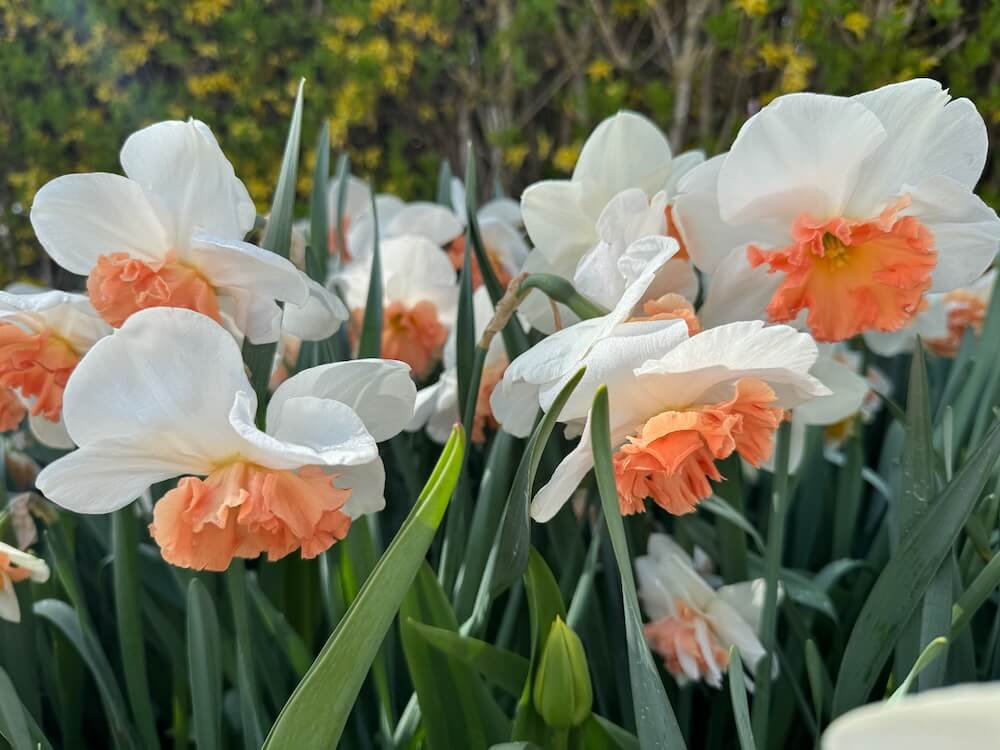 Narcissus 'Candy Princess'