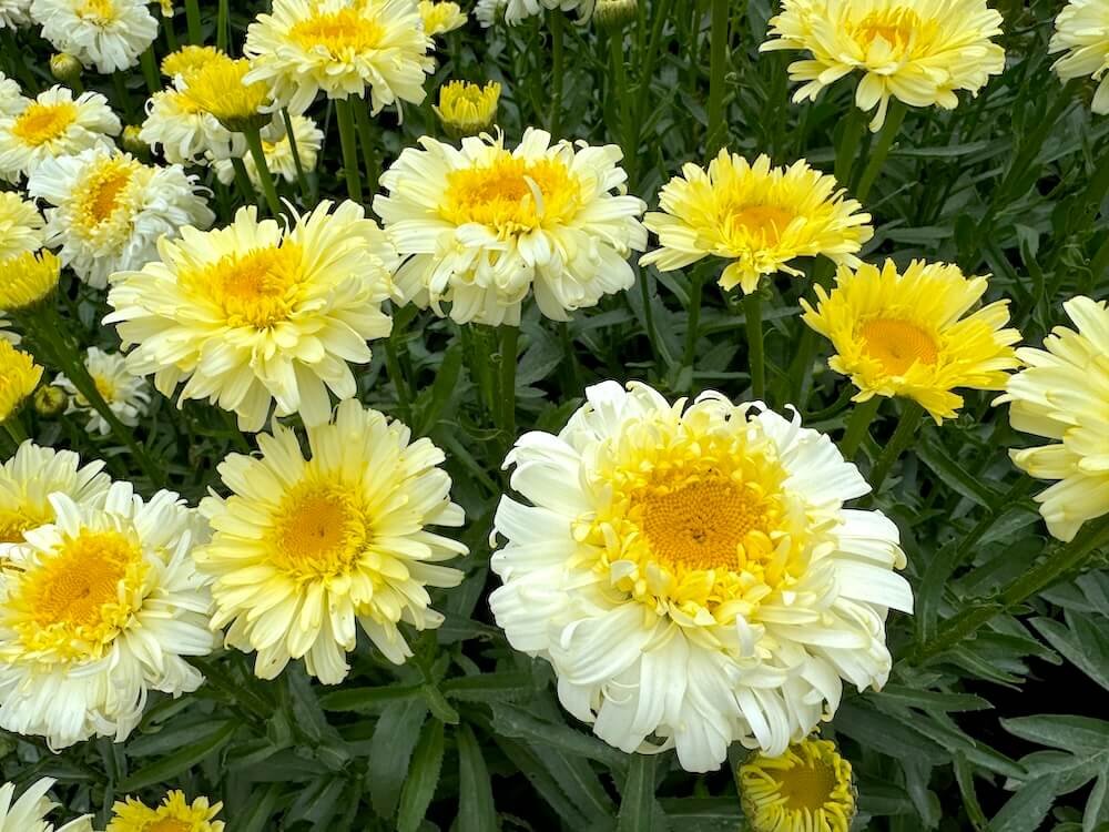 Leucanthemum x superbum 'Real Charmer'